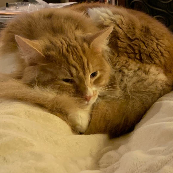 Meet your Posher, Brittany - Picture 1 of 1